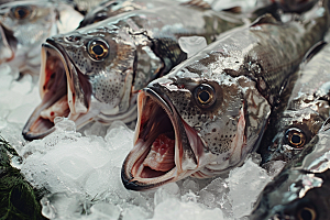 鳕鱼海产鱼类素材