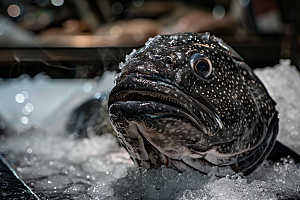 鳕鱼鱼类高清摄影图