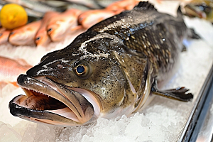 鳕鱼水产食材摄影图