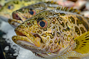 鳕鱼水产食材摄影图