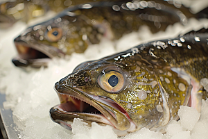 鳕鱼海鱼食材摄影图