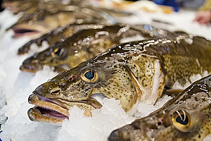 鳕鱼新鲜海鱼摄影图