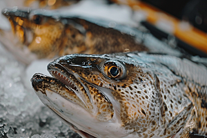 鳕鱼海鲜美食摄影图