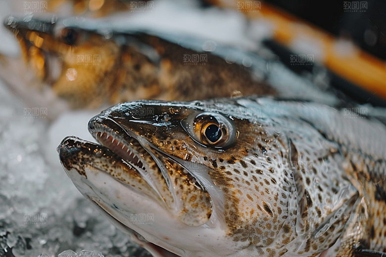 鳕鱼海鲜美食摄影图