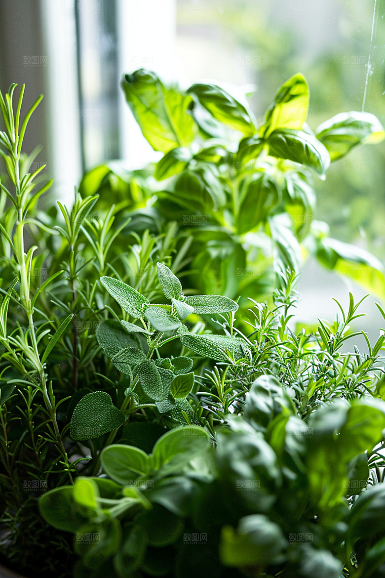 香料调味料药草摄影图