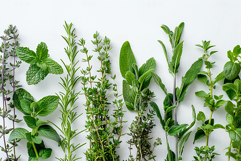 香料药草清新摄影图