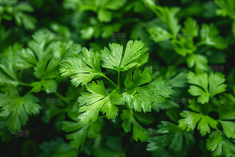 香料自然香草摄影图