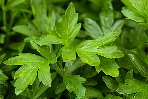 香料药草清新摄影图