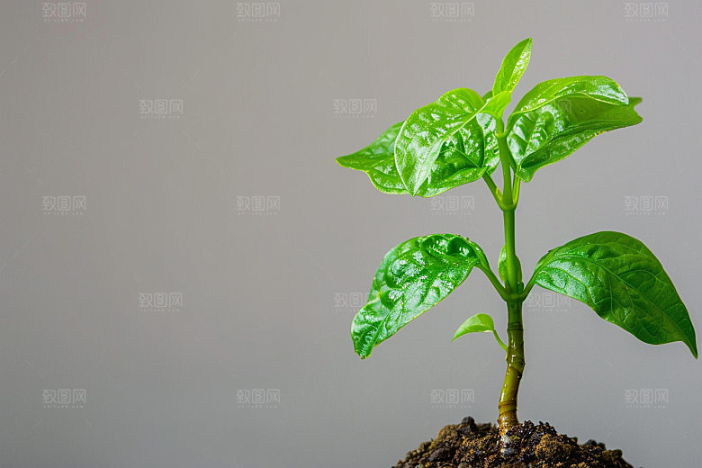 香料高清药草摄影图