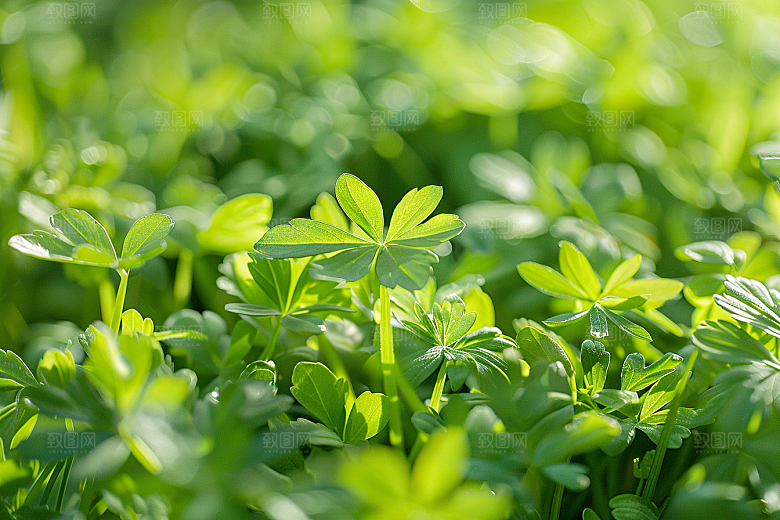 香料香草药草摄影图