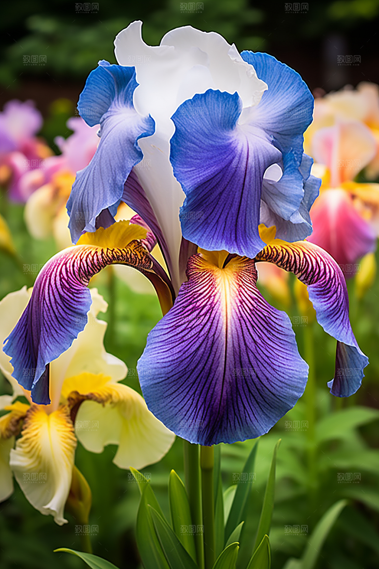 鸢尾花油画风花朵素材