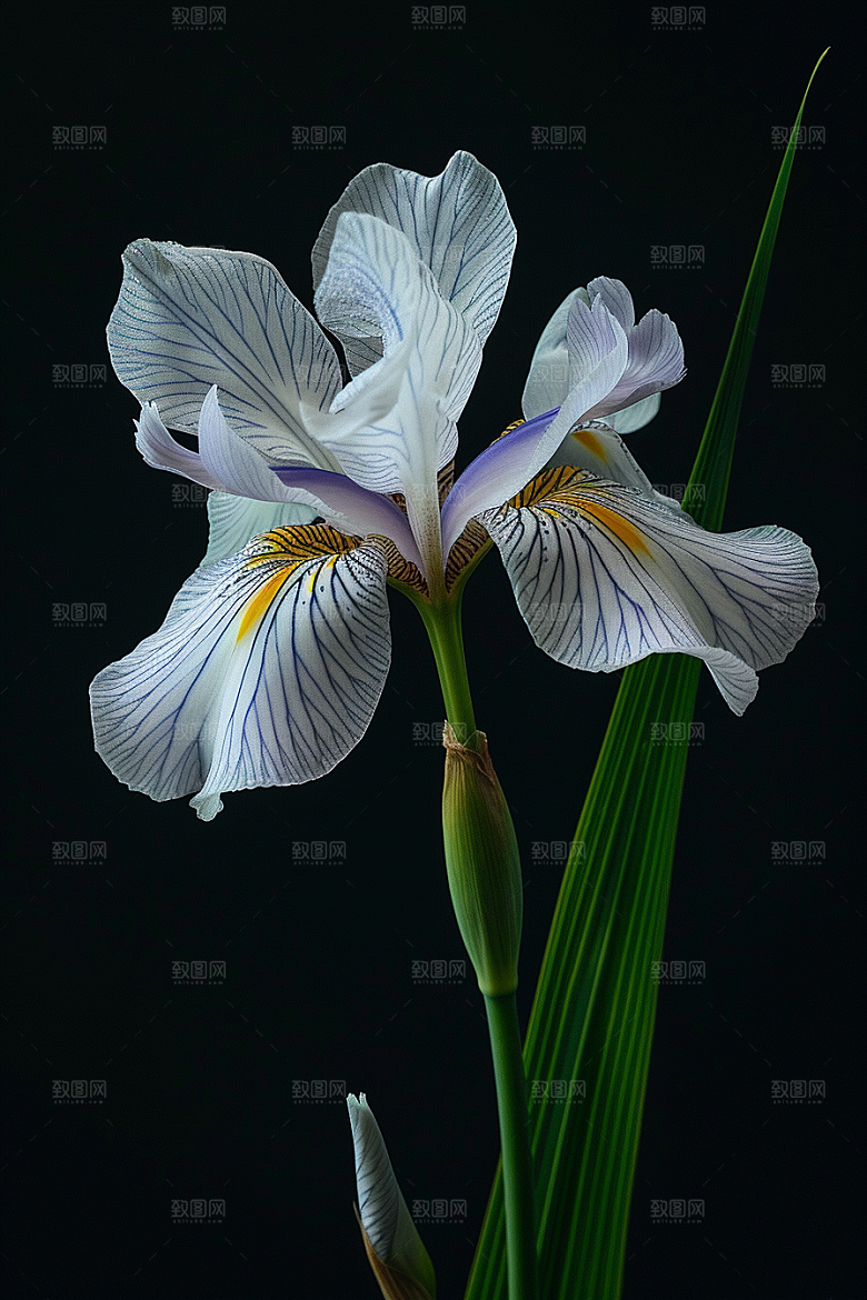 鸢尾花唯美清新素材