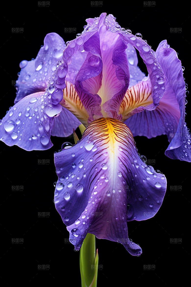 鸢尾花高清花卉素材