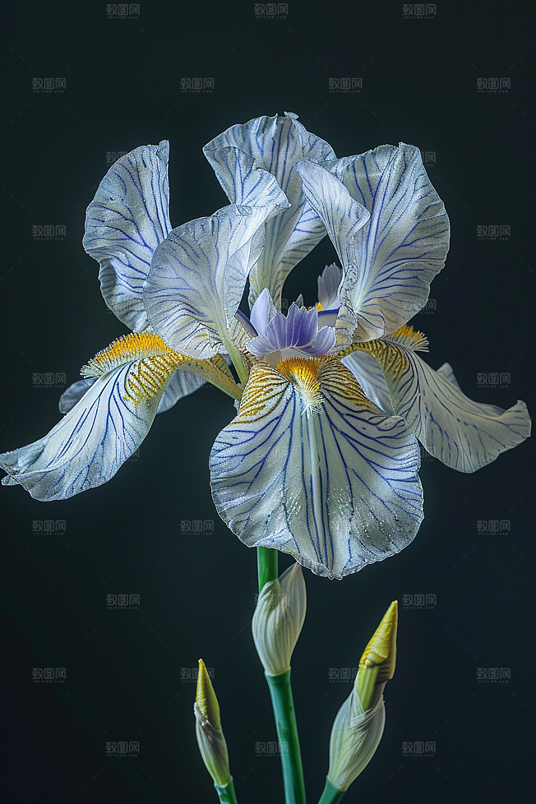 鸢尾花花朵高清素材
