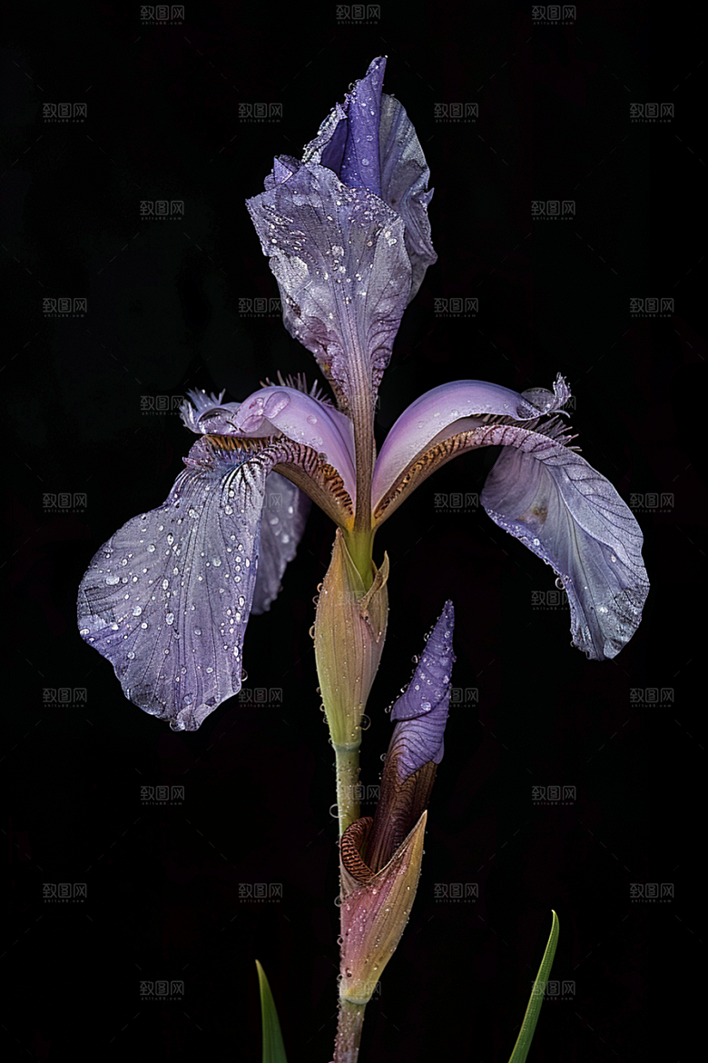 鸢尾花花朵植物素材