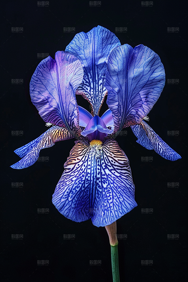 鸢尾花紫色花朵素材