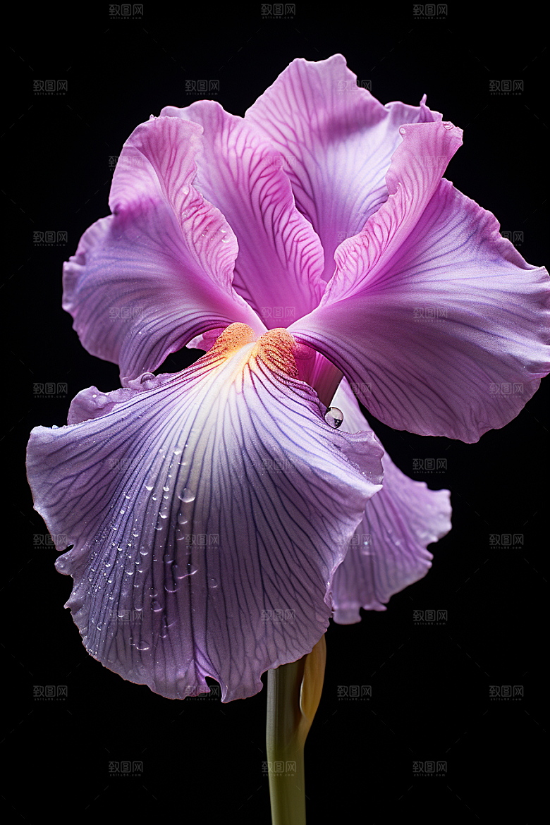 鸢尾花花卉浪漫素材