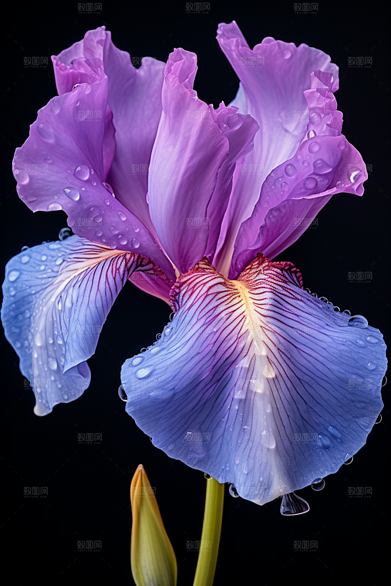 鸢尾花花卉花朵素材