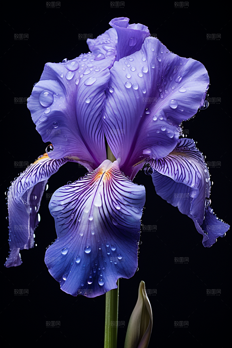 鸢尾花植物浪漫素材