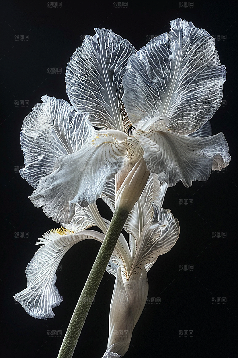 鸢尾花特写植物素材
