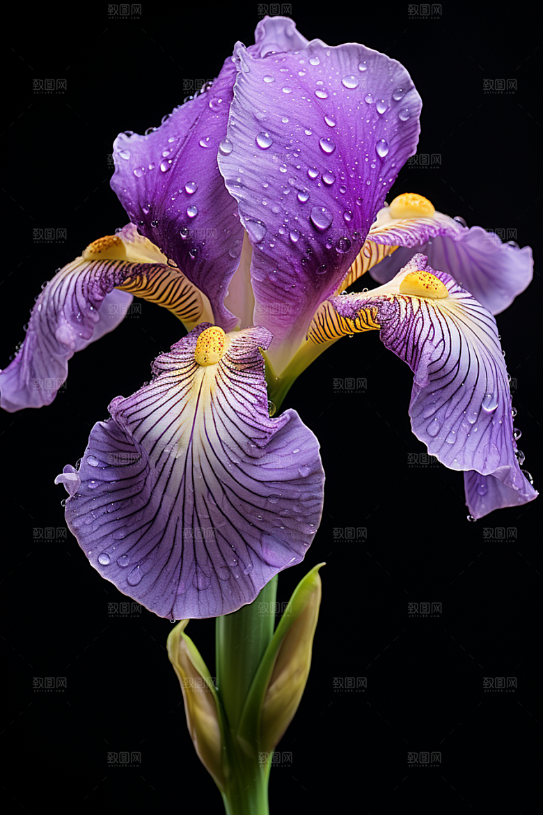 鸢尾花油画风花朵素材