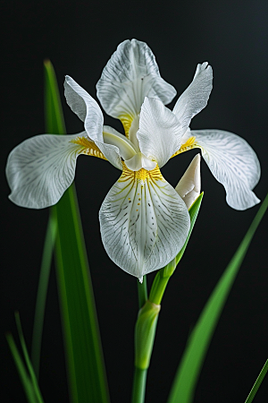 鸢尾花油画风花朵素材