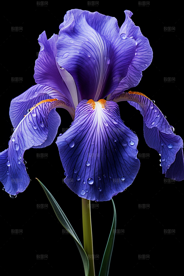 鸢尾花花朵紫色素材