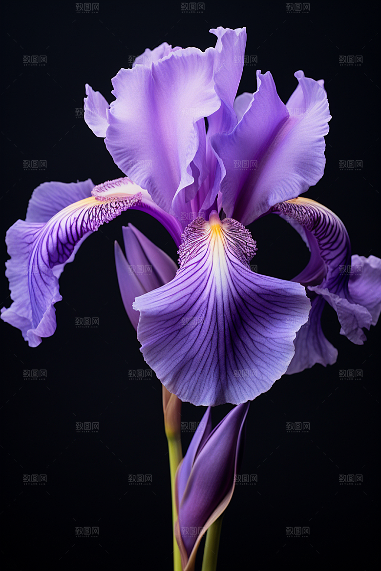 鸢尾花唯美花卉素材