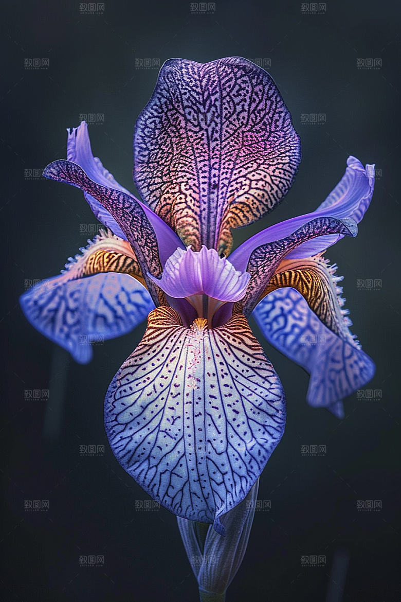 鸢尾花植物浪漫素材