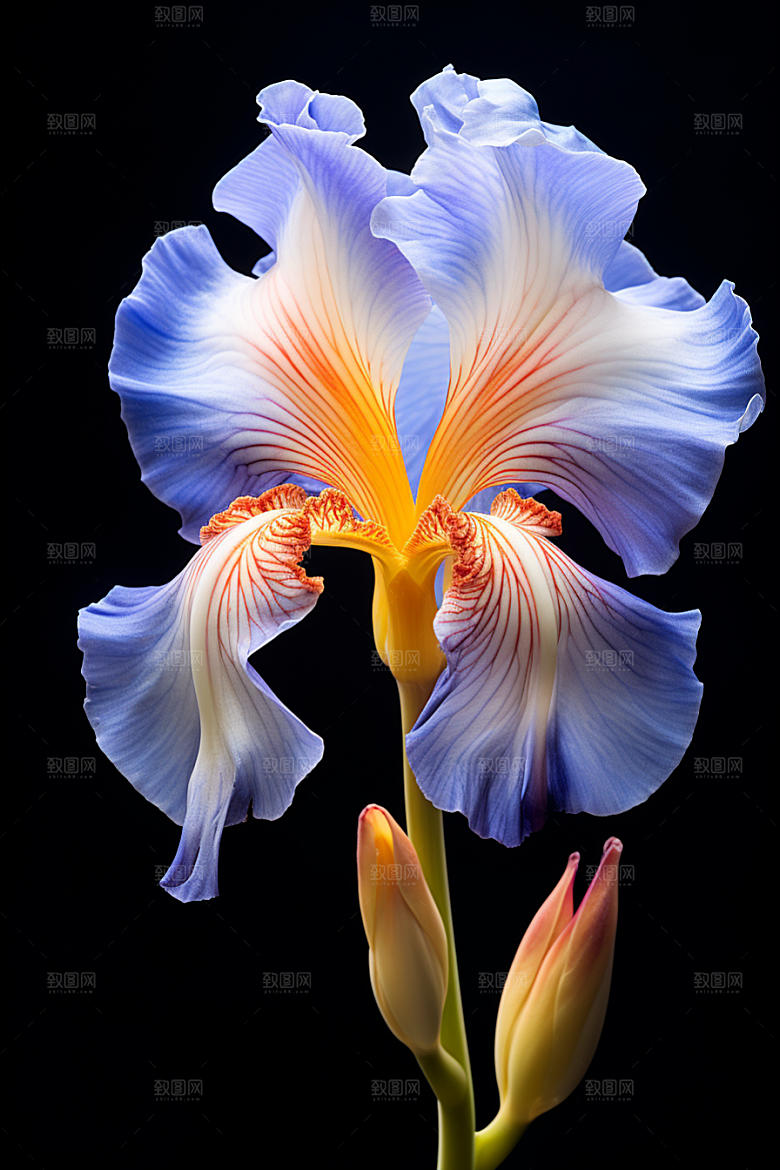 鸢尾花唯美花卉素材
