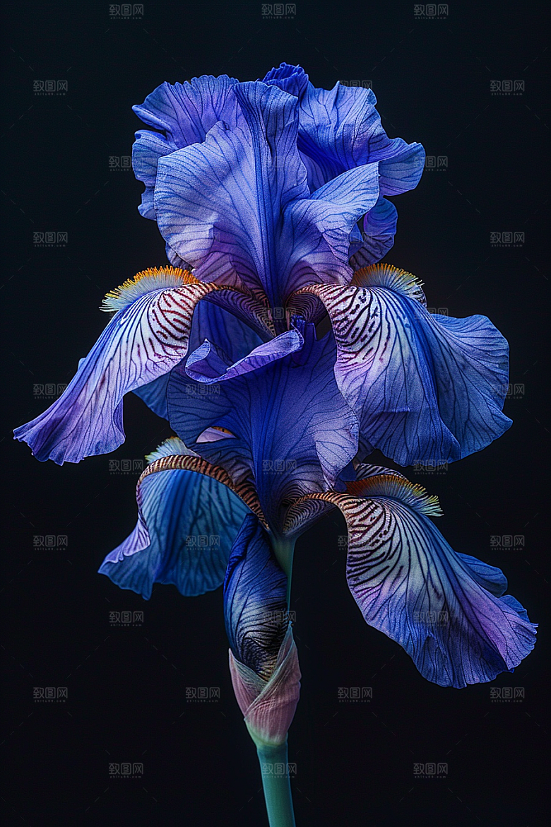 鸢尾花高清花卉素材