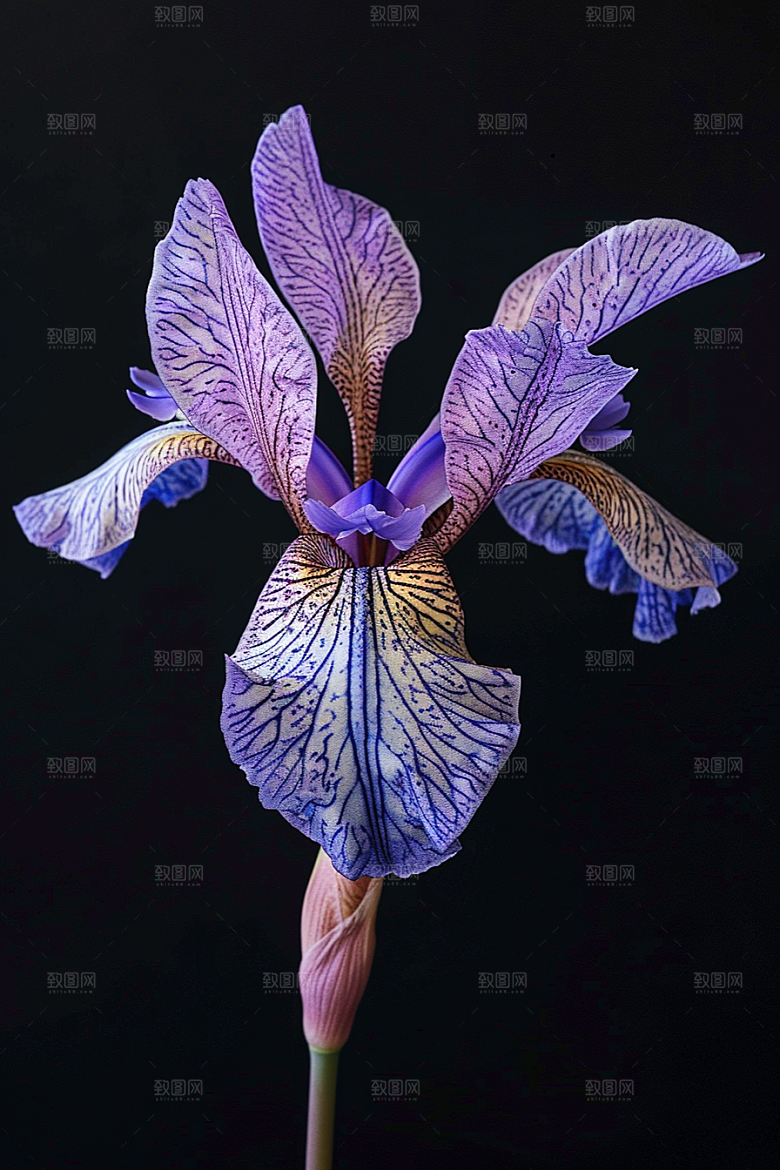 鸢尾花紫色特写素材