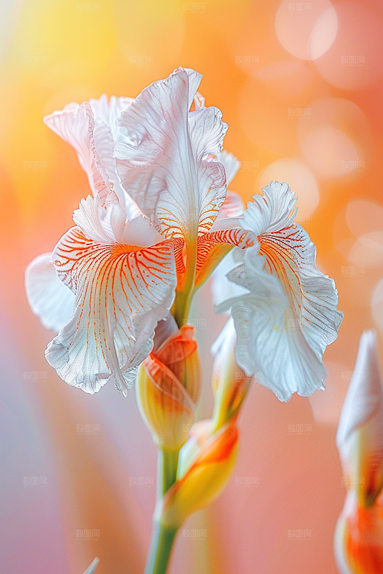 鸢尾花高清自然素材