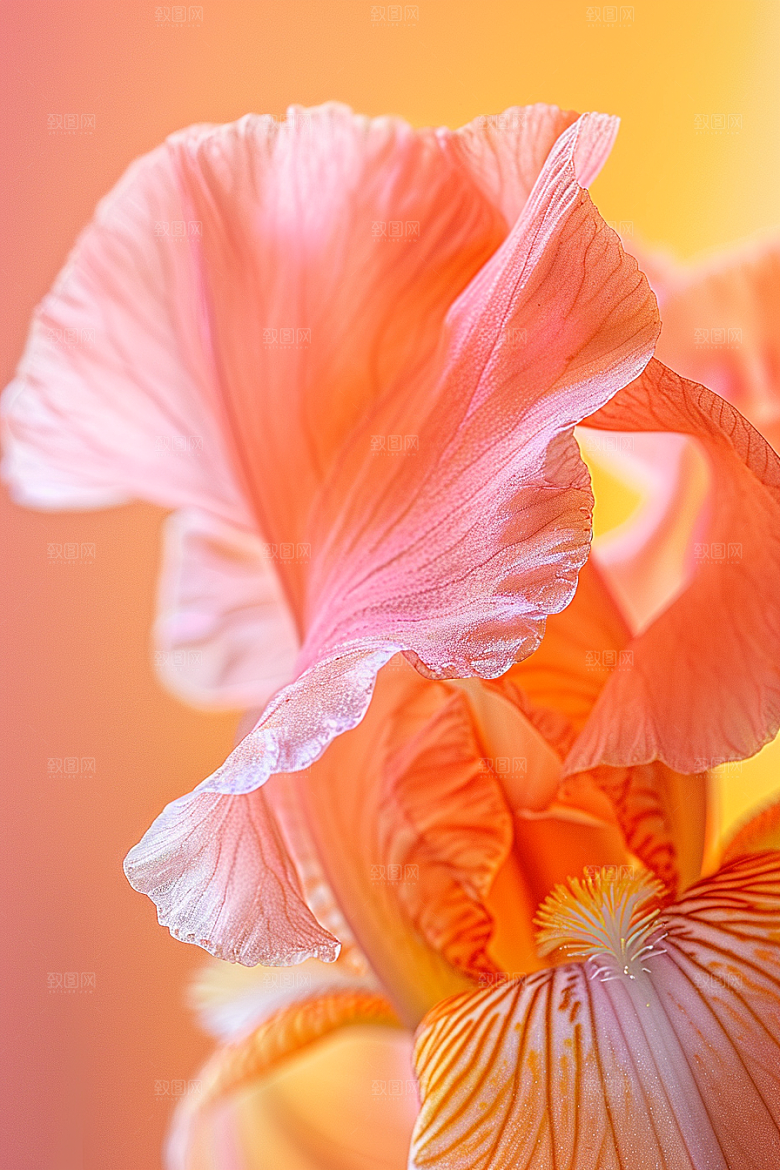 鸢尾花唯美特写素材