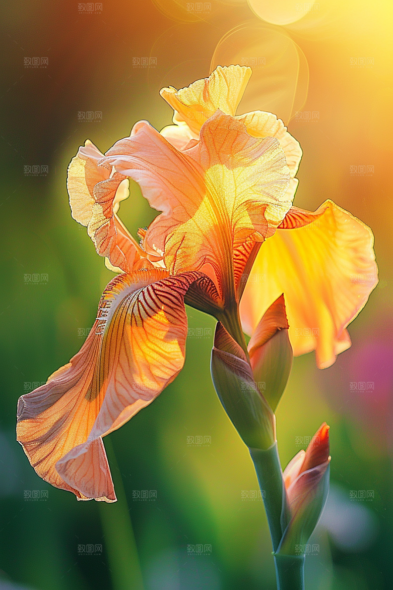 鸢尾花高清花朵素材