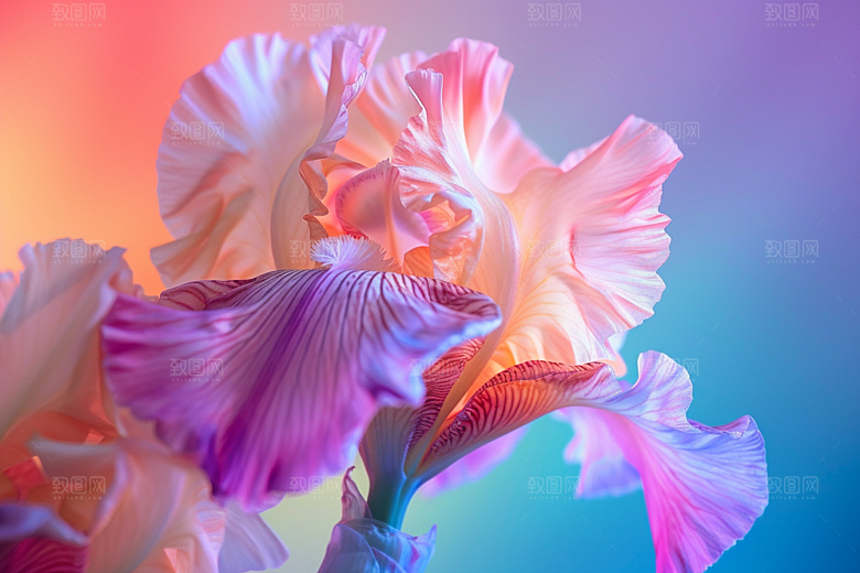 鸢尾花自然花卉素材