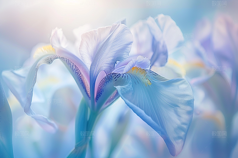 鸢尾花高清花卉素材