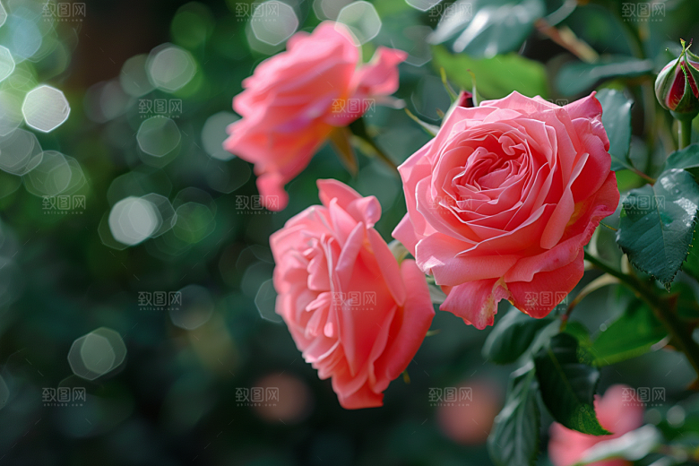 月季花藤月花朵素材