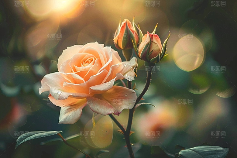 月季花蔷薇唯美素材