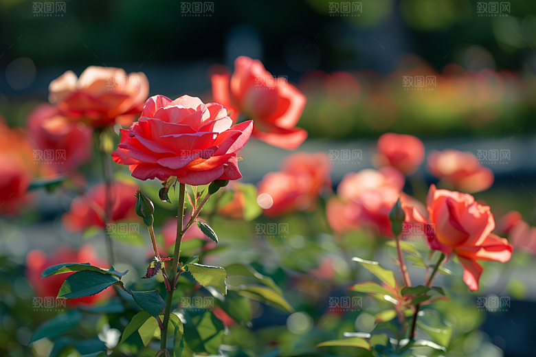 月季花彩色唯美素材