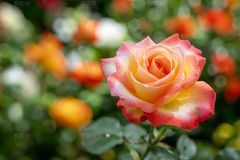 月季花高清蔷薇素材