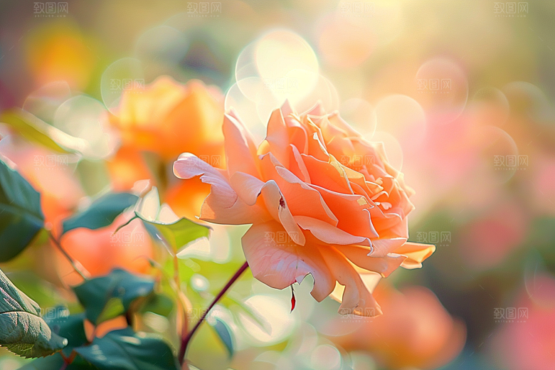 月季花高清唯美素材
