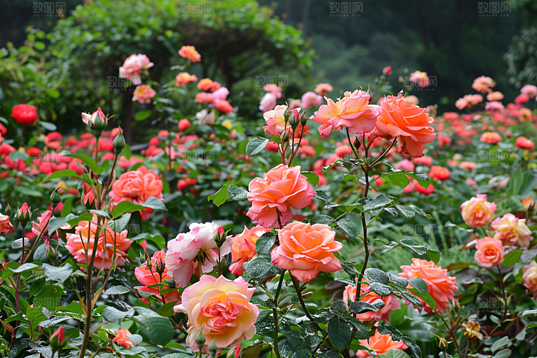 月季花植物花卉素材