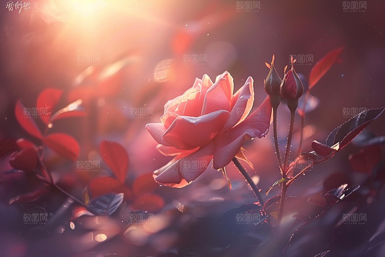 月季花花卉唯美素材