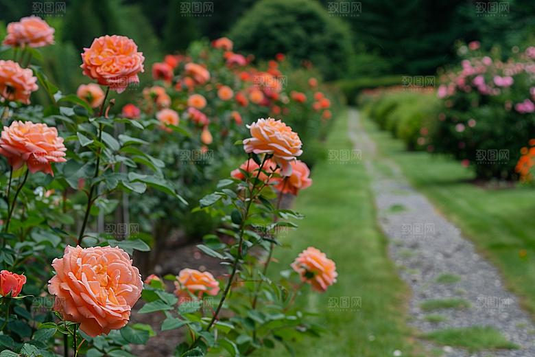 月季花彩色植物素材