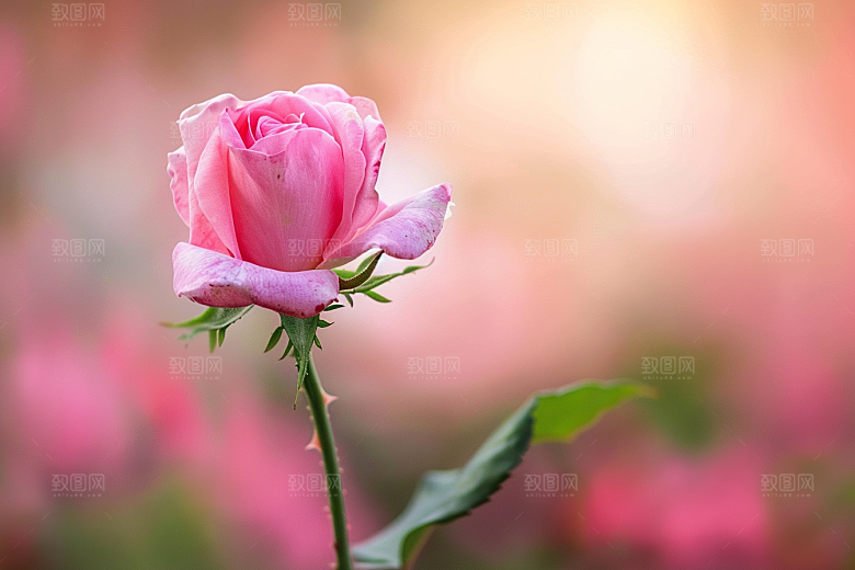 月季花花卉彩色素材
