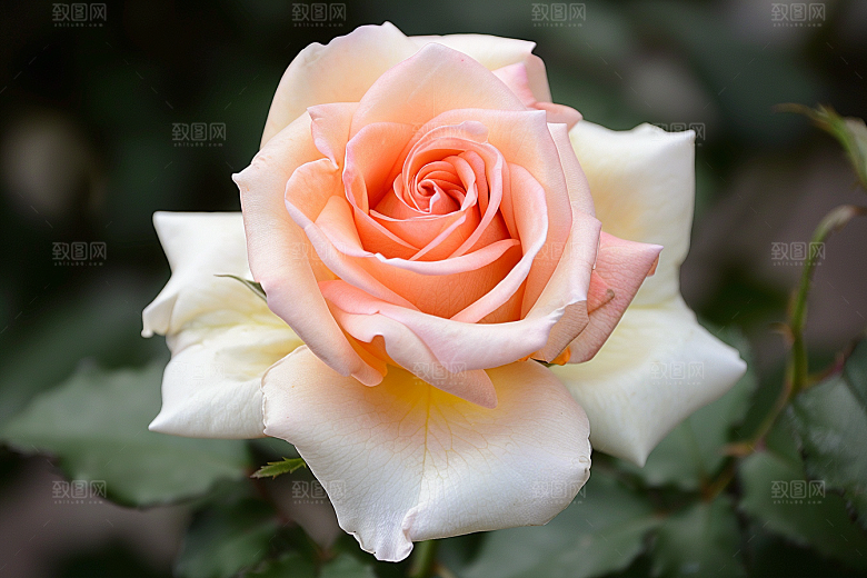 月季花花卉彩色素材