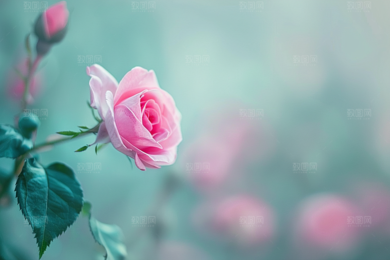 月季花唯美欧月素材
