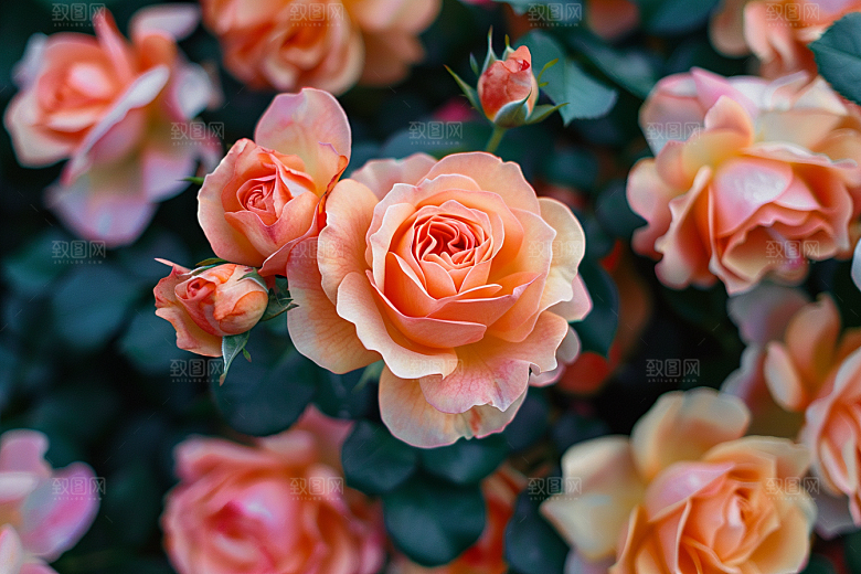 月季花高清彩色素材