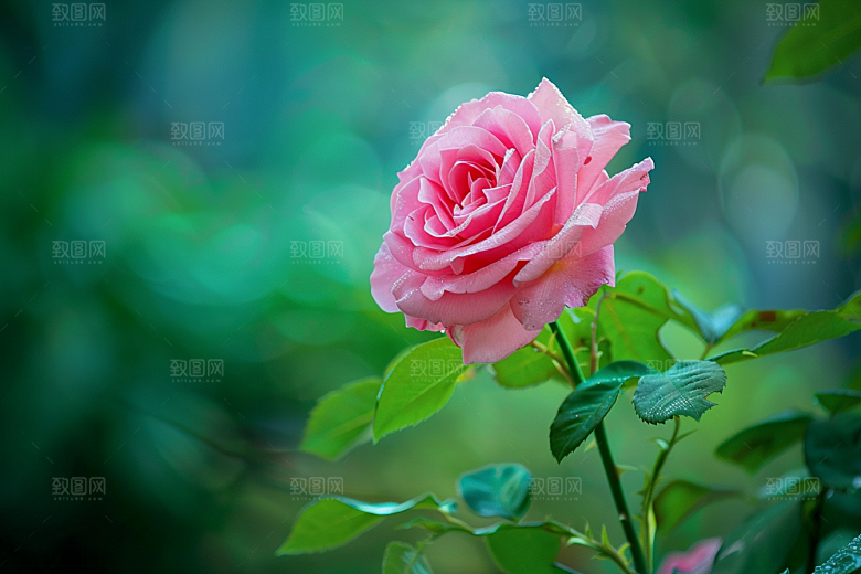 月季花玫瑰蔷薇素材